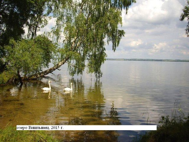 Лебединая песня на озере Виштынец