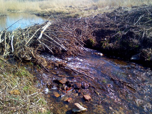 Разлив речки Злой,весной 2015 года