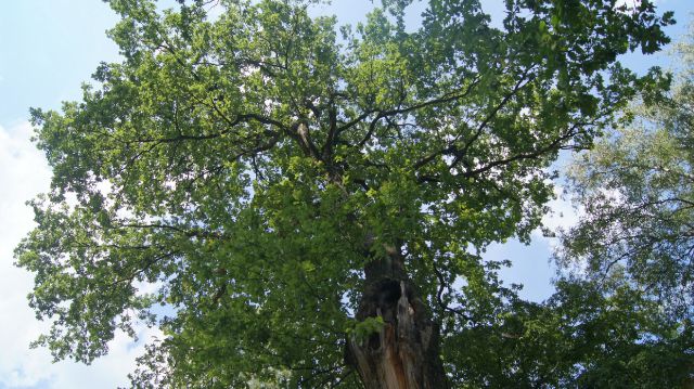 Старый дуб в Ботаническом саду
