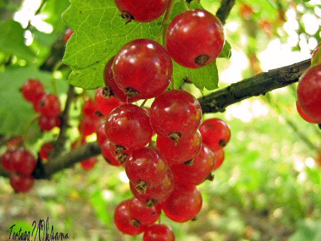 red currant_1