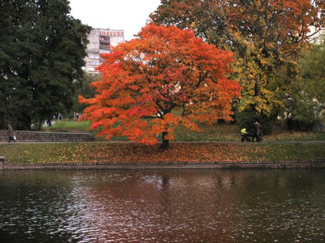 Осенний клен на нижнем пруду