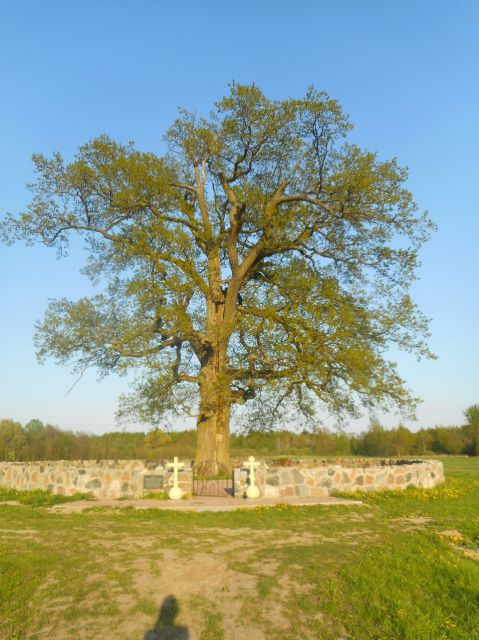 600-летний дуб