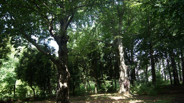 Буки лесные в Ботаническом саду