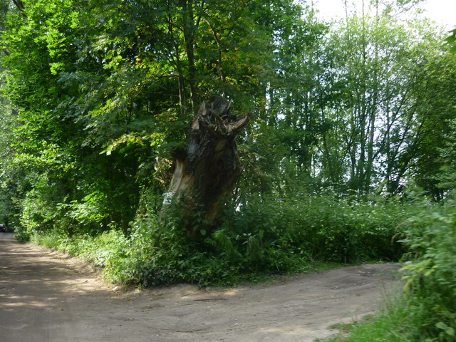 Старое лиственное дерево 