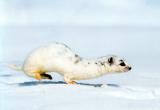 «Зимовье зверей: снег в жизни животных»