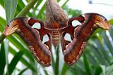 Выставка живых тропических бабочек «Имаго»