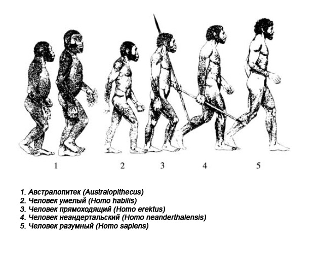 Схема этапов эволюции человека