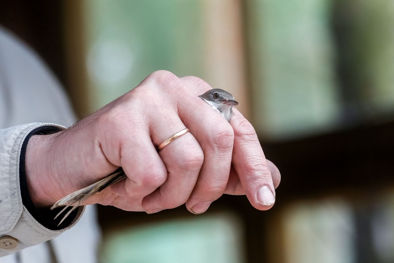 kkosa fringilla 9098