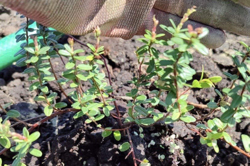 photo 2025 05 29 15 31 50