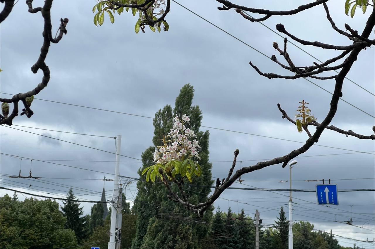 В центре Калининграда повторно зацвёл каштан (фото) | 14.09.2023 | Новости  Калининграда - БезФормата