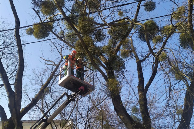 Власти объяснили, почему срезают омелу не со всех деревьев в Калининграде