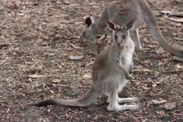 Калининградский зоопарк предлагает придумать кличку для кенгурёнка