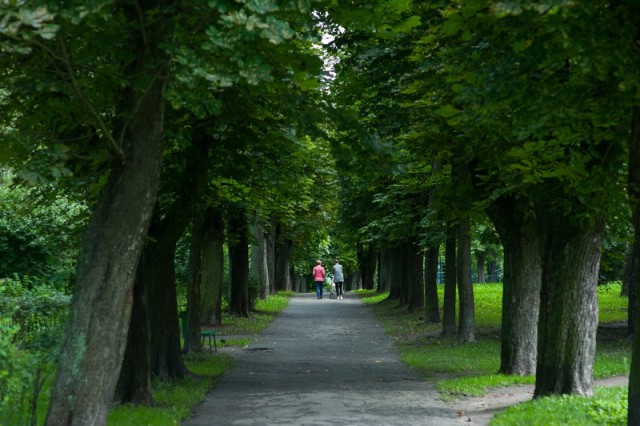 Администрация Калининграда приобретёт томограф для обследования деревьев