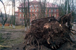 Сильный ветер повалил в Калининграде 15 деревьев (видео)