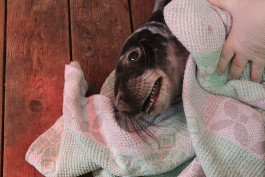 В калининградском зоопарке рассказали о состоянии найденного в Отрадном обезвоженного тюленёнка