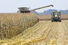 «Условные запреты»: как три года санкций отразились на сельском хозяйстве Калининградской области
