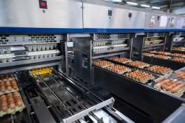 Калининградский производитель объяснил причины подорожания яйца