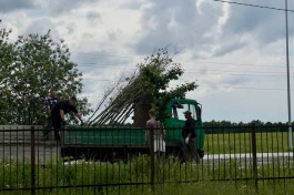 «Вместо вековых»: вдоль дороги в Новое Голубево готовятся высаживать деревья на месте старинной аллеи (фото)