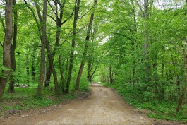 В Калининграде планируют переселить краснокнижных жуков из-за строительства дороги вдоль Литовского ручья