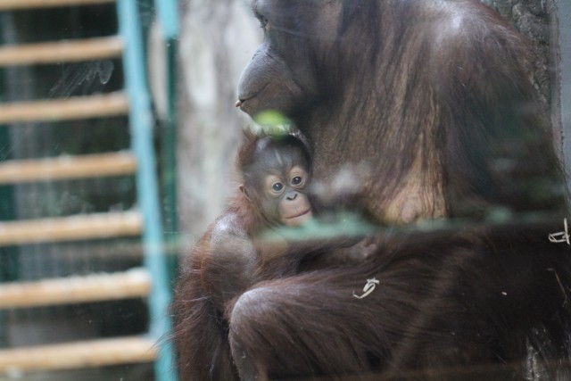 В калининградском зоопарке выбрали имя для детёныша орангутана
