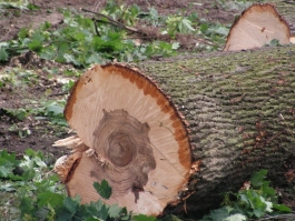 Упавшее дерево повредило электропровода на территории БСМП