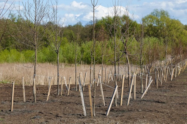 В Калининградской области за год высадили миллион деревьев