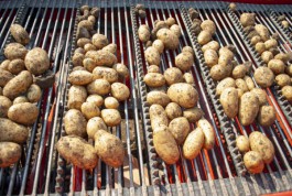 Минсельхоз: Из региона вывозят элитный семенной картофель для производства фри в сетях быстрого питания