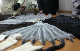 В Калининградскую область не пустили почти 400 кг меха из Канады