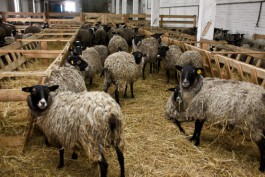 Овцы в хозяйстве Юрия Лужкова в Озёрском районе