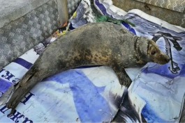 В Калининградской области спасли тюленя, который запутался в рыболовной сети