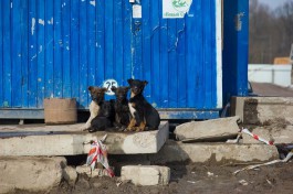 Около 200 бродячих собак из Балтийска отправят в приюты Калининграда и Гурьевского округа