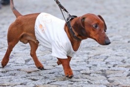 Власти выясняют, нужны ли в Калининграде площадки для выгула собак