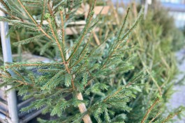 Калининградцам напомнили, куда сдать ёлку после праздников