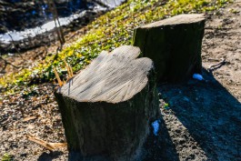 Для строительства дома на улице Борзова в Калининграде разрешили вырубить 63 дерева
