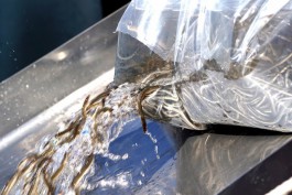 В Калининградскую область привезли 500 кг личинок европейского угря для зарыбления заливов 	
