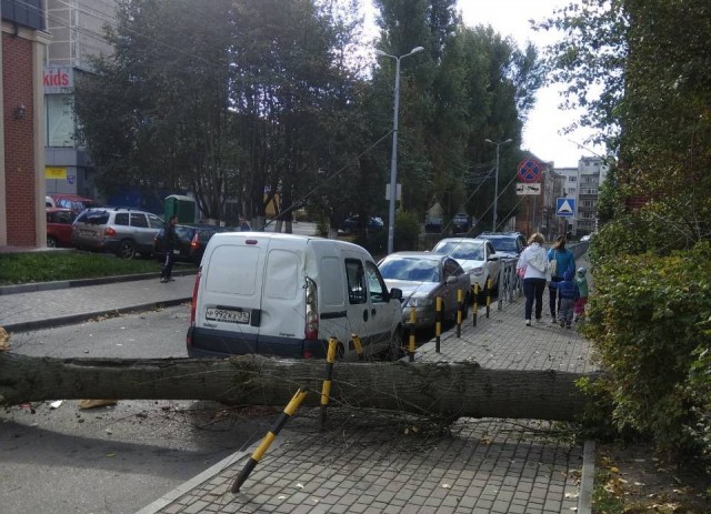 На улице Тюленина в Калининграде на машину упало дерево