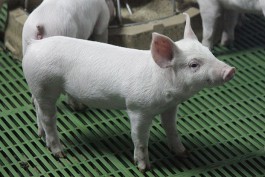 Депутат Облдумы: Из-за свинокомплекса в Правдинском округе детей по запаху узнают!