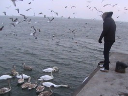Экологи: На Балтийской косе замерзают более сотни лебедей