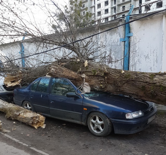 В центре Калининграда дерево упало на два автомобиля