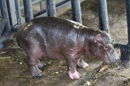 Калининградский зоопарк объявил конкурс на лучшее имя для бегемотика