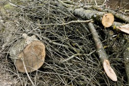 Рядом со школой в Светлогорске разрешили вырубить 157 деревьев 