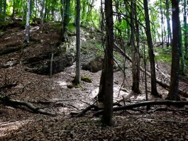 В Краснознаменском районе грибники обнаружили в лесу тело 30-летней женщины 