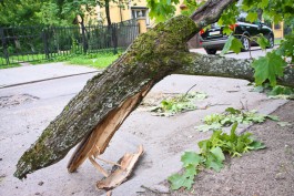 Ураганный ветер повалил в Калининграде 39 деревьев