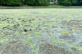 «Грустный и вонючий»: калининградцы жалуются на загрязнение Верхнего пруда (фото)
