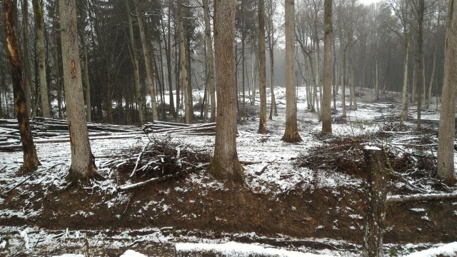 Вырубка дубов в Виштынецком парке