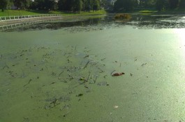 «Настоящее болото»: в Верхнем озере в Калининграде снова нашли мёртвых уток