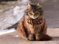 В Калининграде пройдет Неделя Прусского кота 