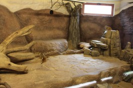 В Калининградском зоопарке обустроили новый комплекс для сурикатов