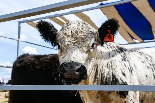 Под Зеленоградском планируют открыть сафари-парк с коровами