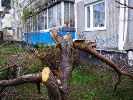 Возле дома на улице Сибирякова вырубили пять деревьев (фото)